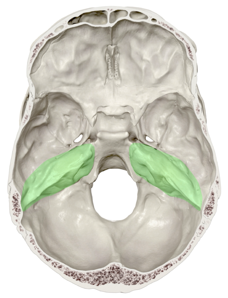 Temporal bones (skull base) illustration