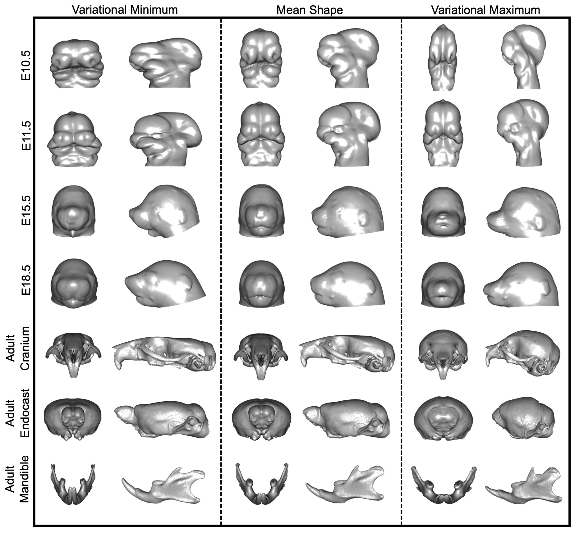 MusMorph images