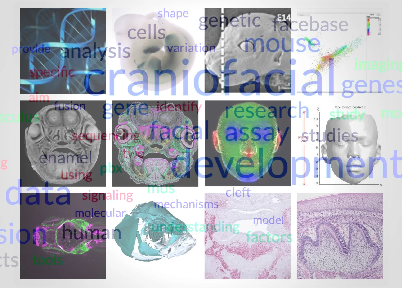 FaceBase data visualization collage