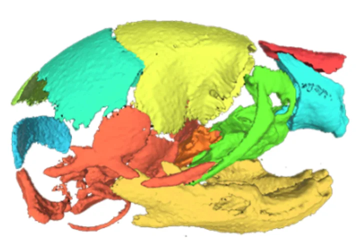Mouse skull model