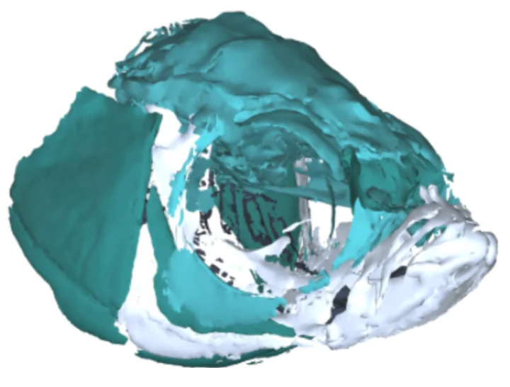 Zebrafish model