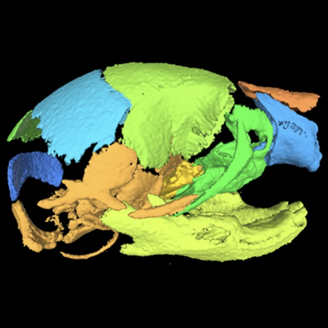 Mouse Anatomical Regions