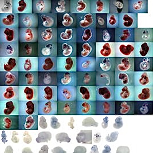 EMAGE Collection