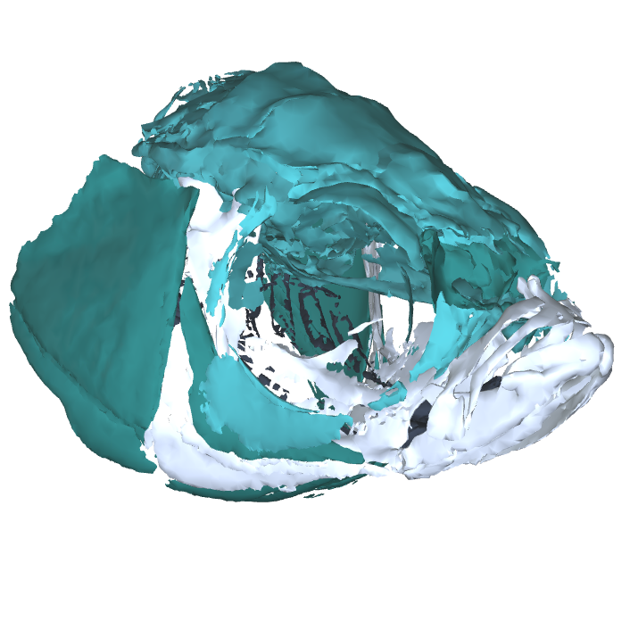 interactive zebrafish atlases thumbnail