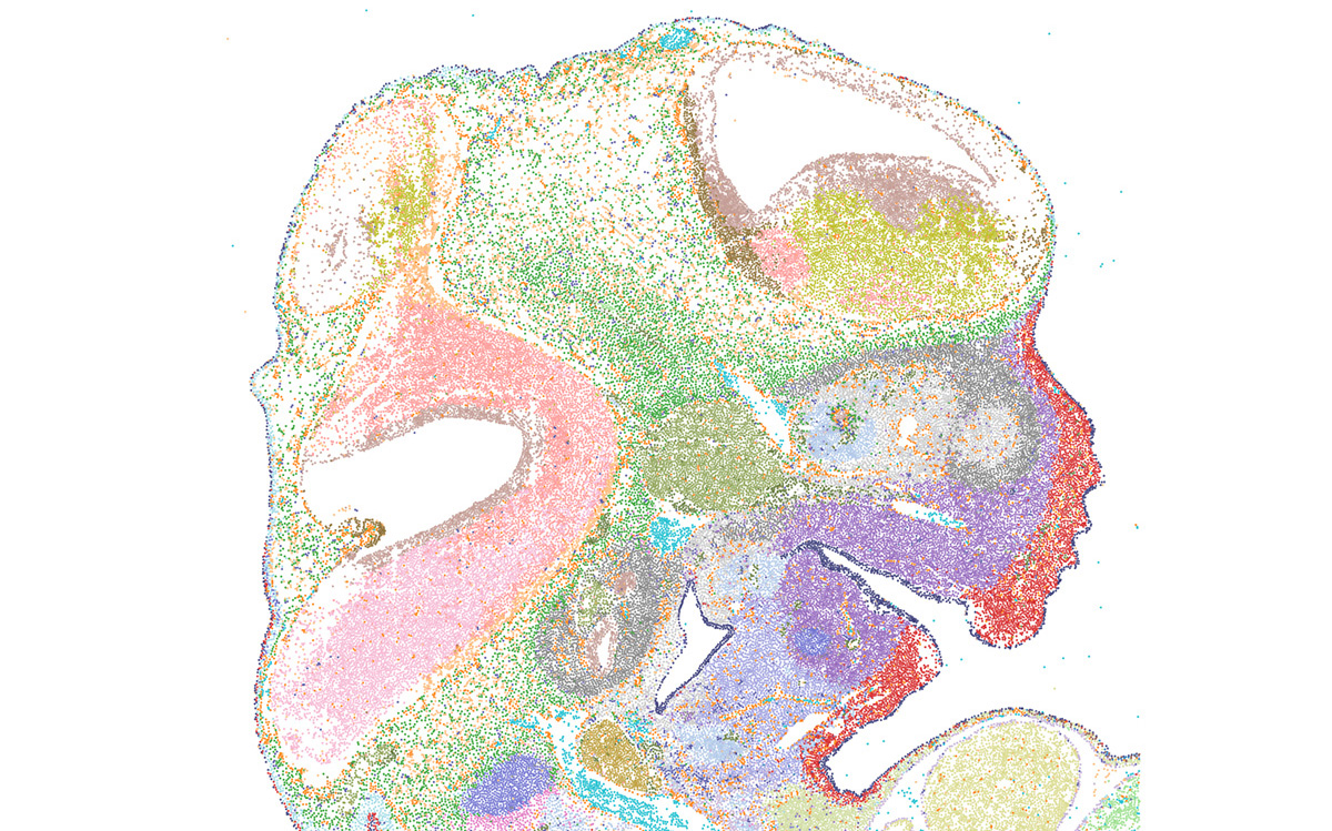 Representative MERFISH spatial transcriptomics image