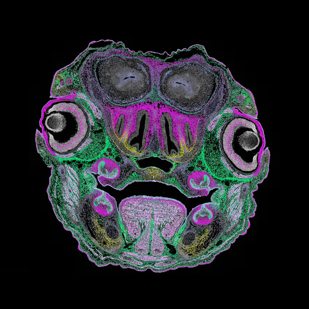 Spatial Genomics images