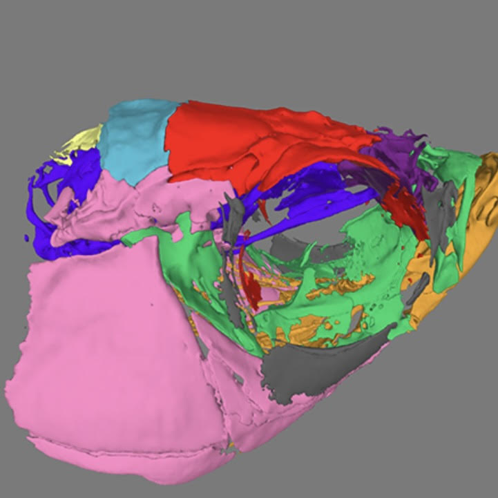 colorful zebrafish atlas thumbnail