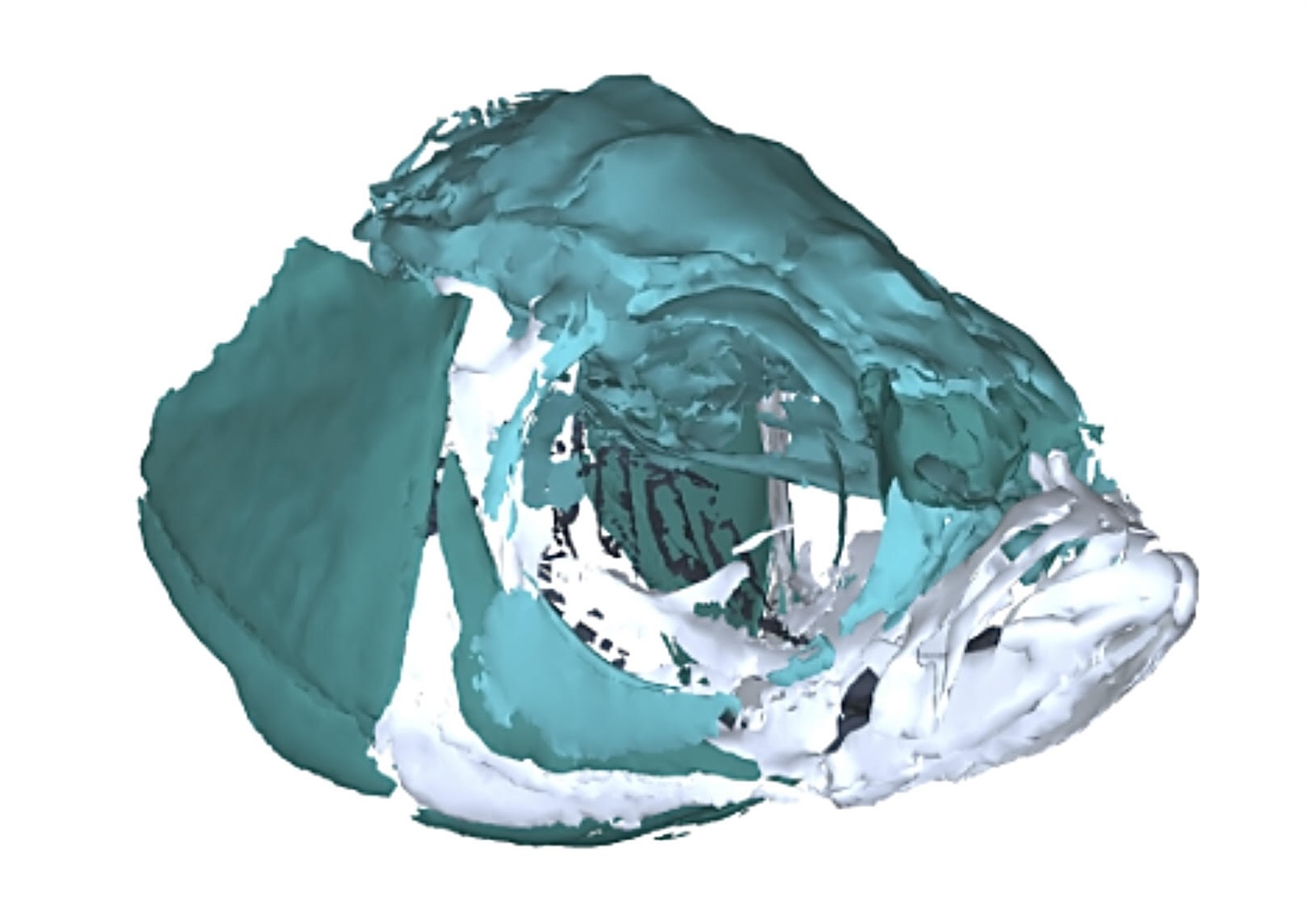 FaceBase zebrafish datasets